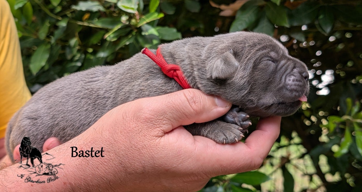 bastet il guardiano bella
