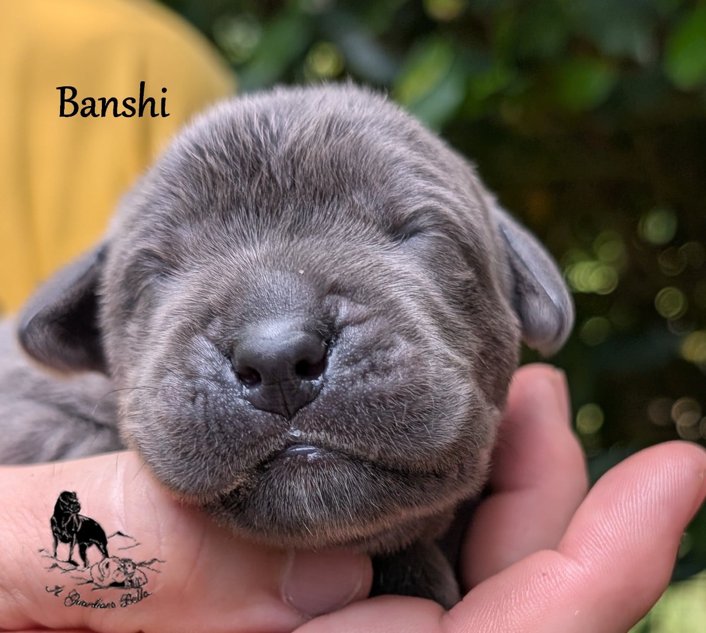 Banshi il guardiano bella
