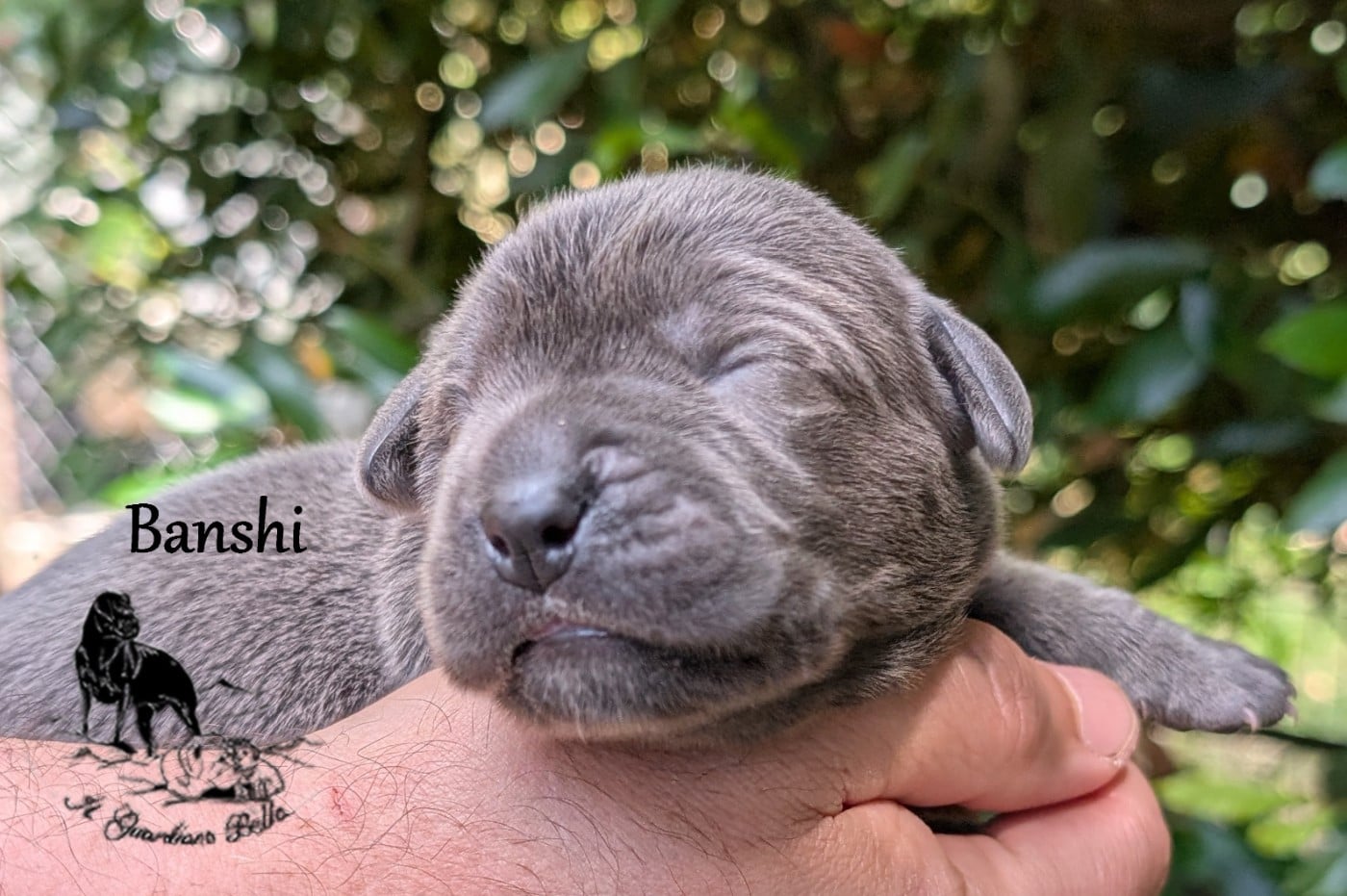 Banshi il guardiano bella
