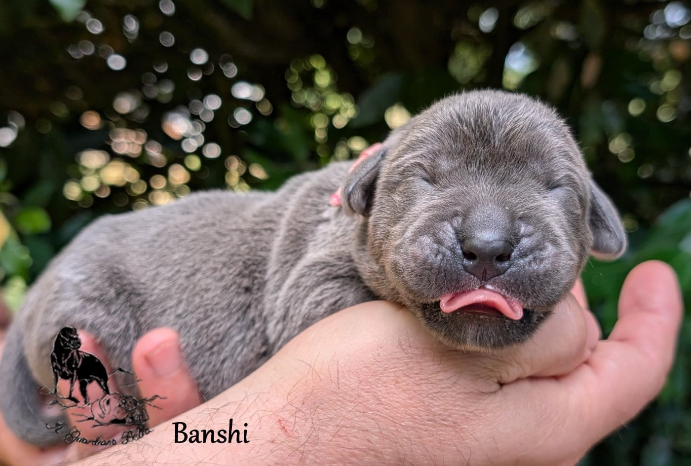 Banshi il guardiano bella