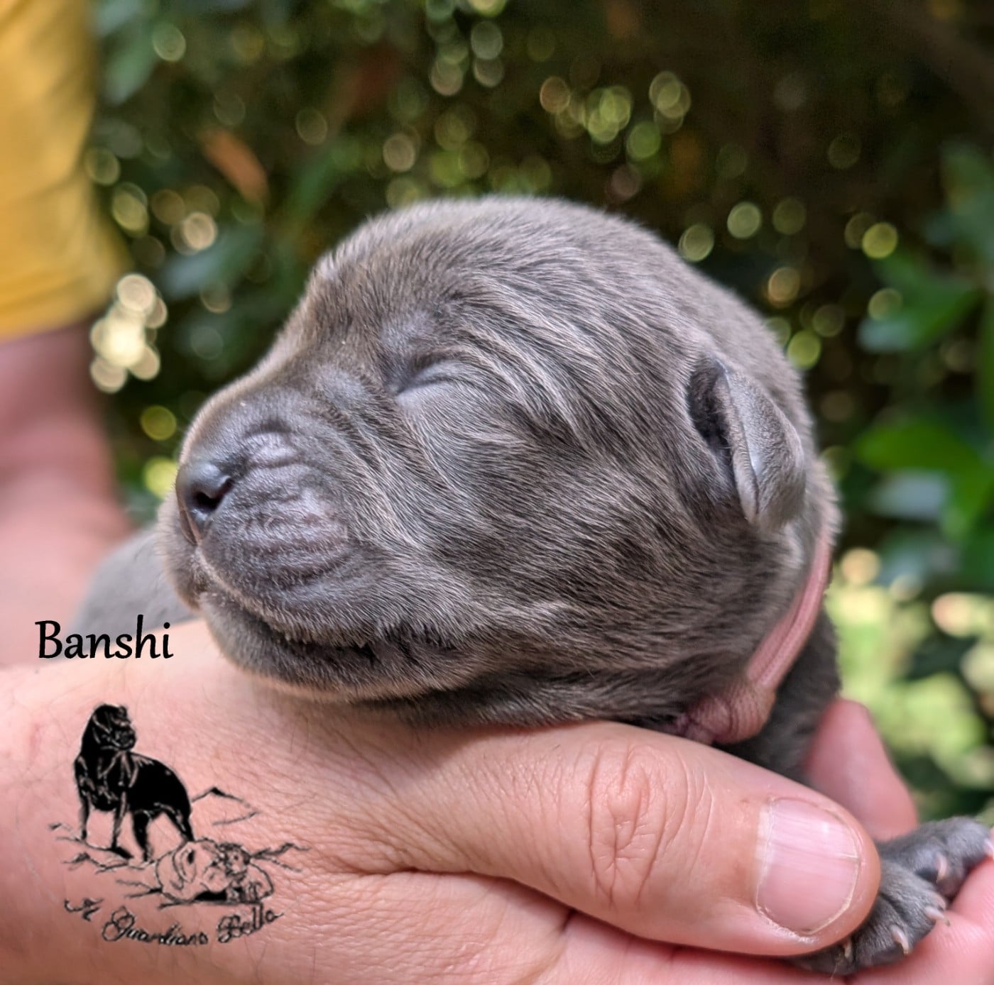 Banshi il guardiano bella