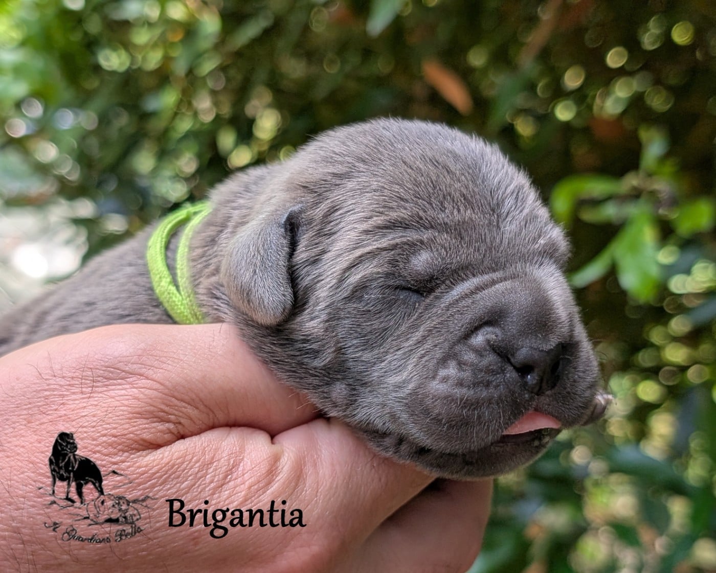 Brigantia il guardiano bella