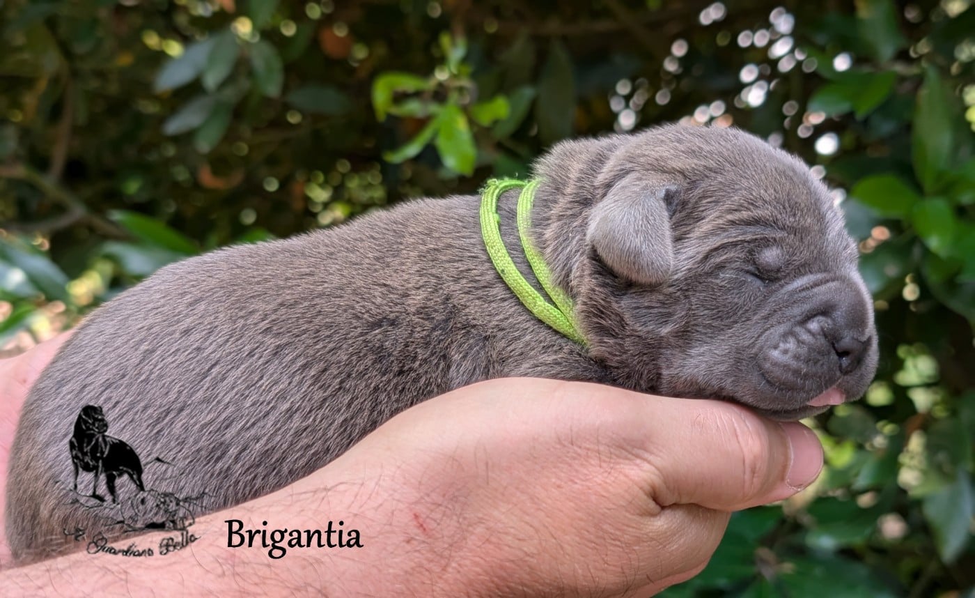 Brigantia il guardiano bella