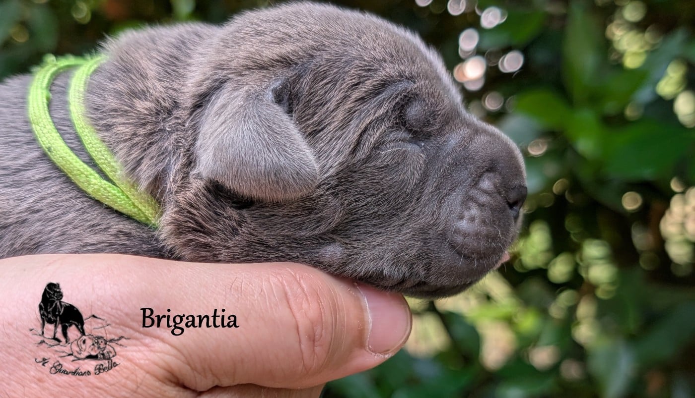 Brigantia il guardiano bella