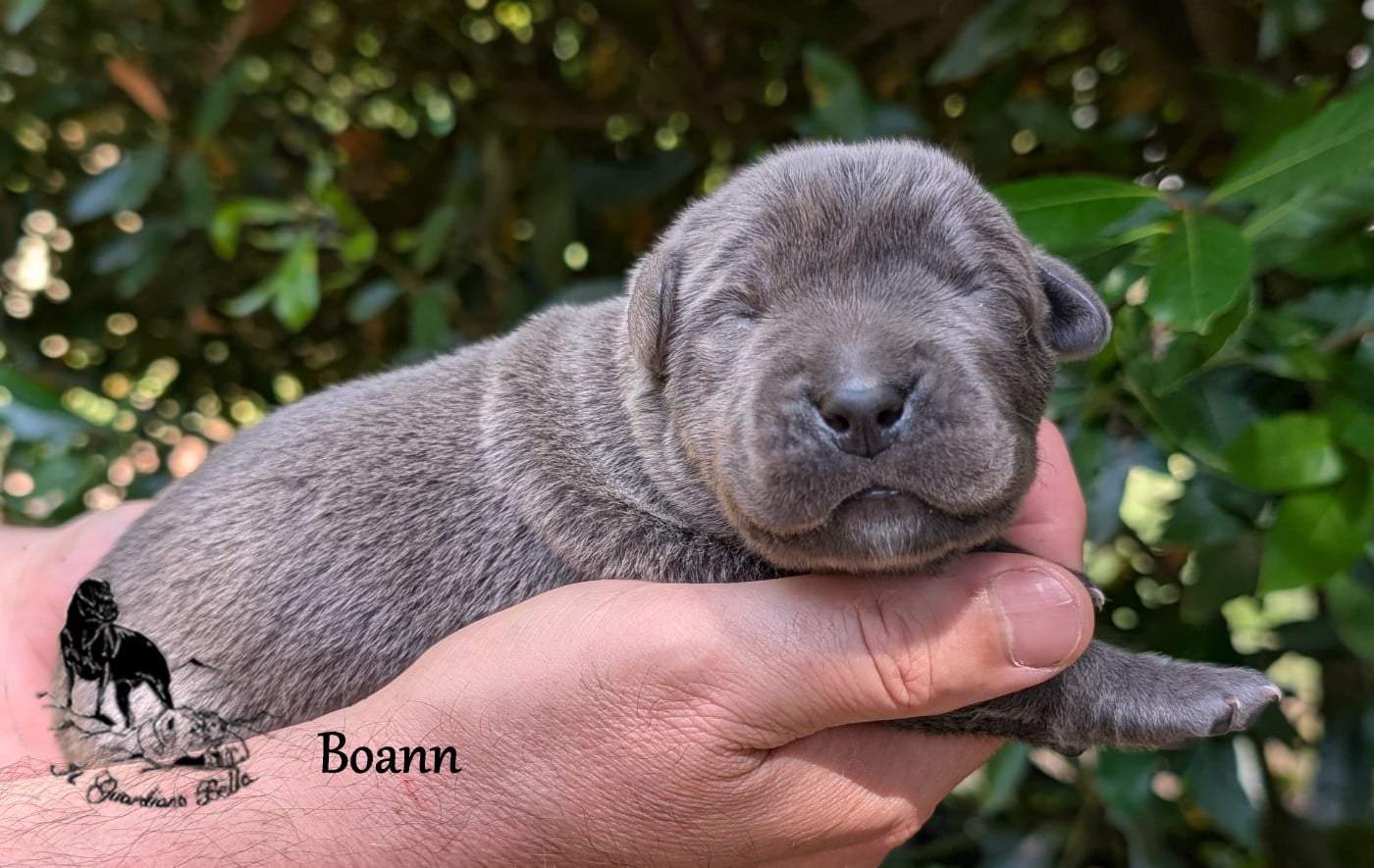 Boann il guardiano bella