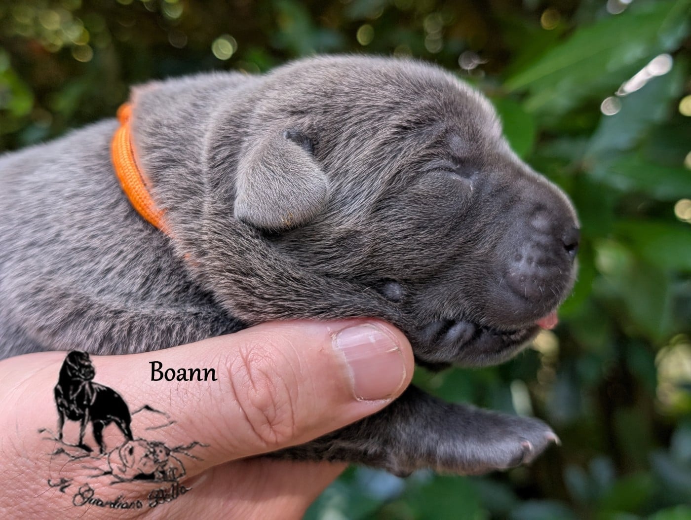 Boann il guardiano bella