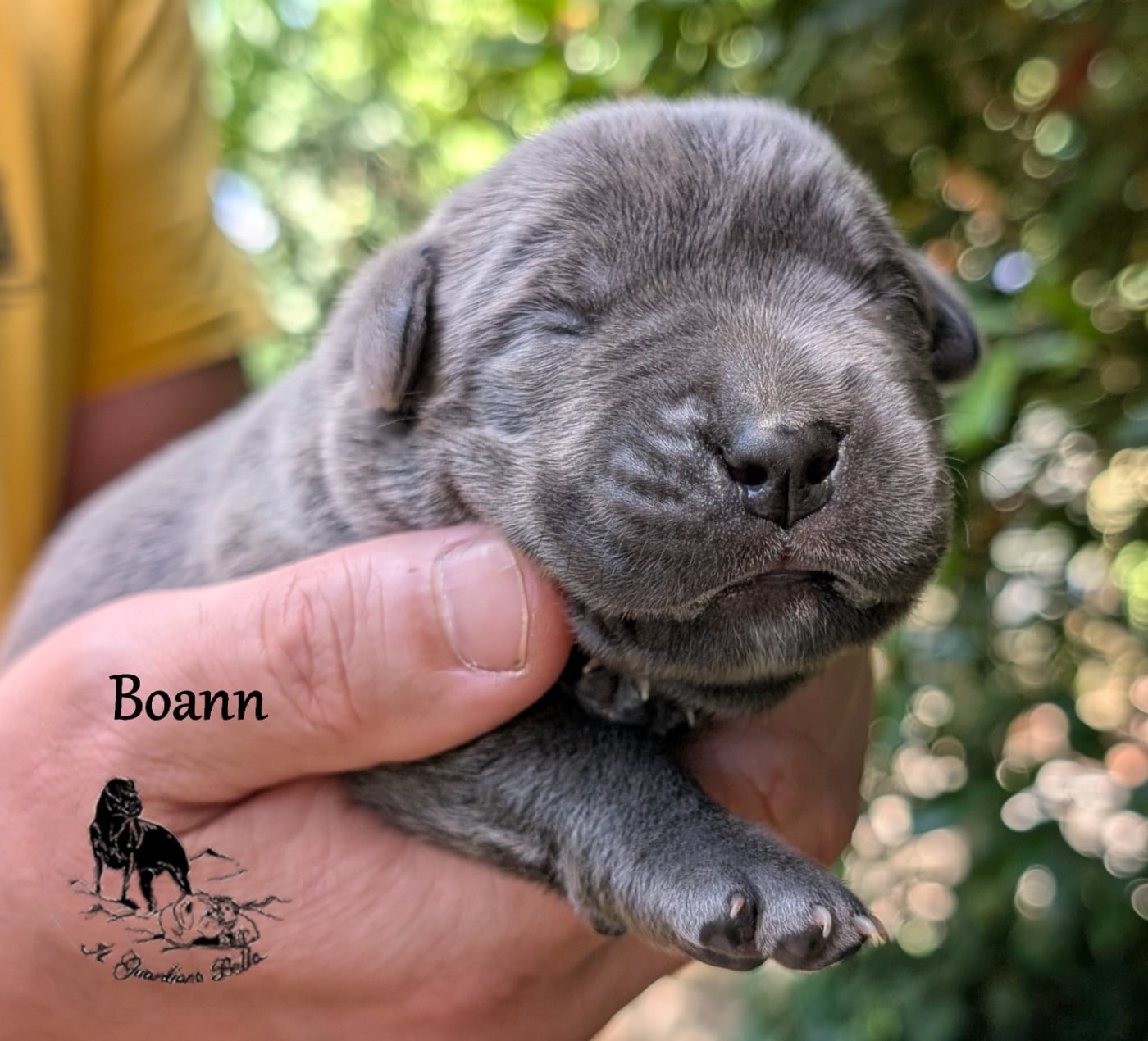 Boann il guardiano bella