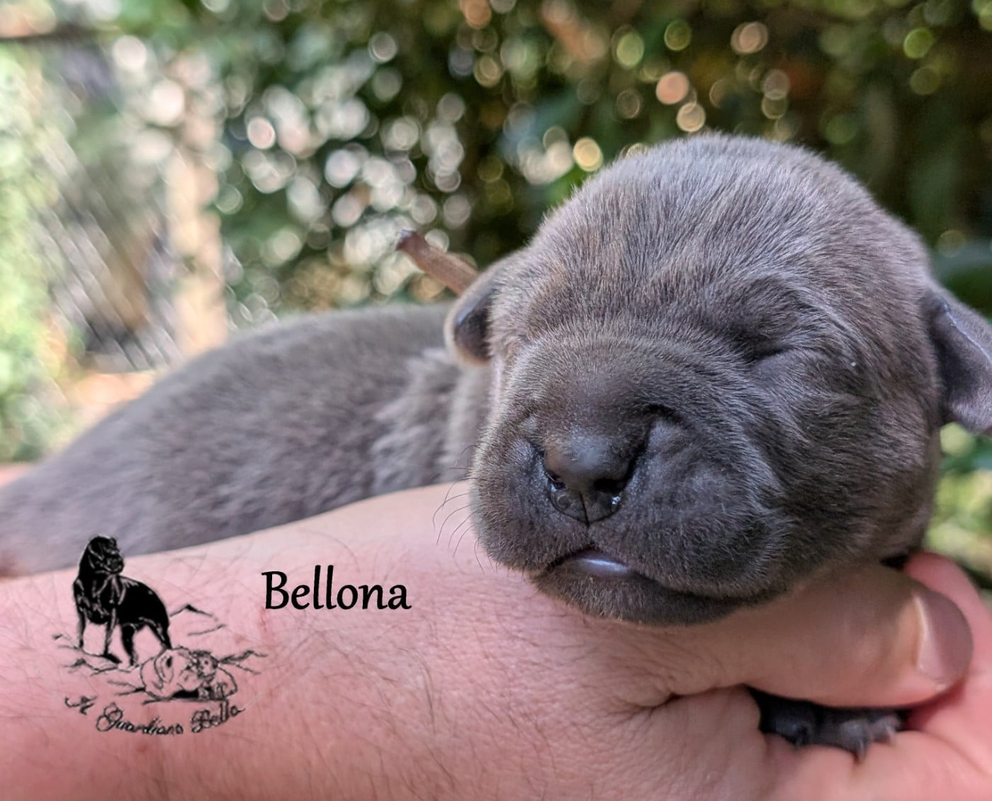 Bellona il guardiano bella