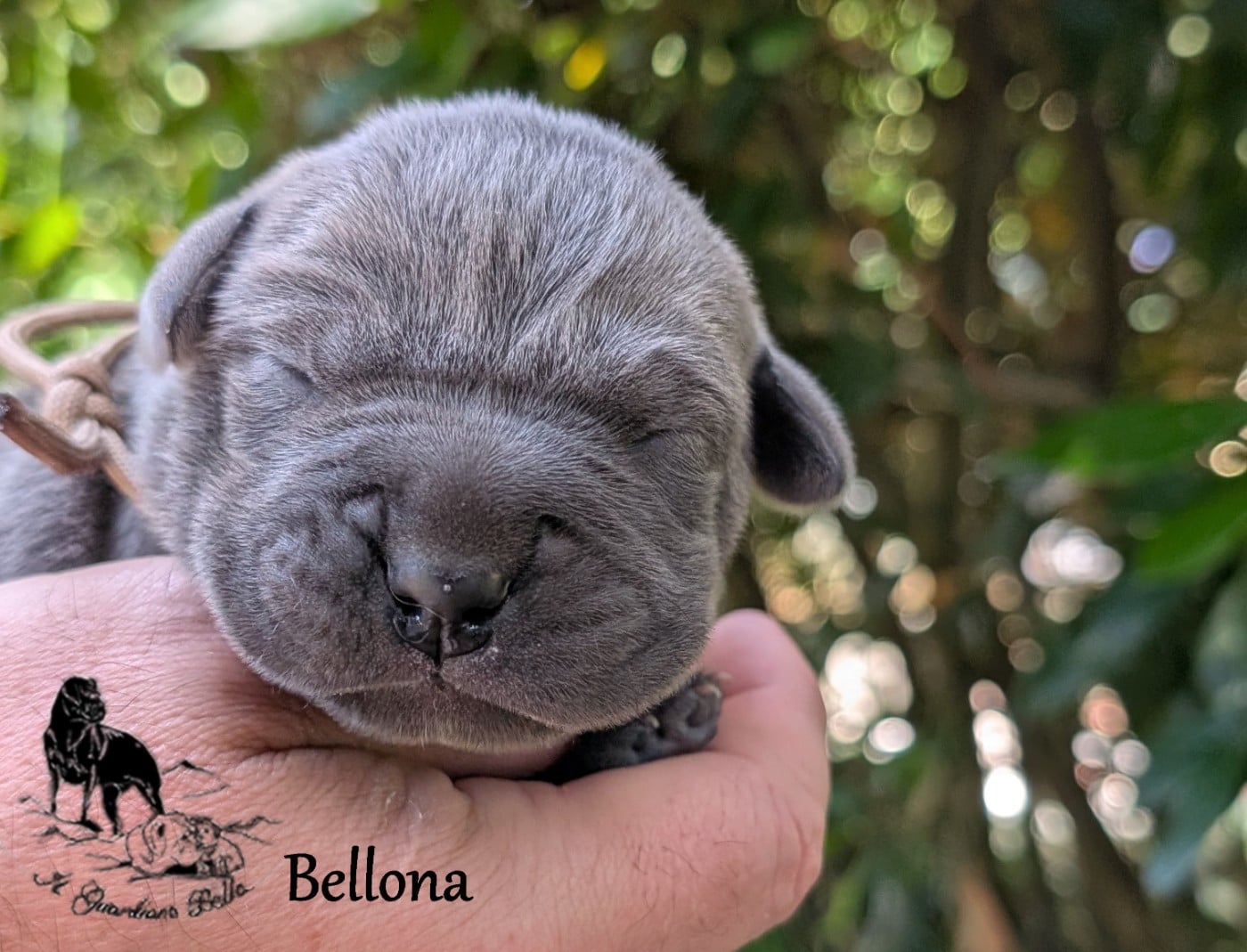 Bellona il guardiano bella