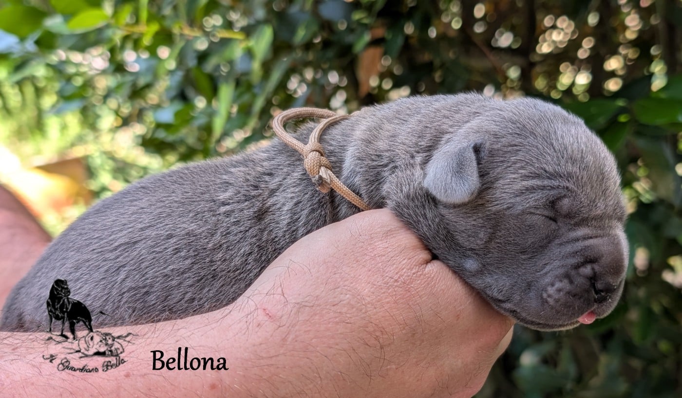 Bellona il guardiano bella
