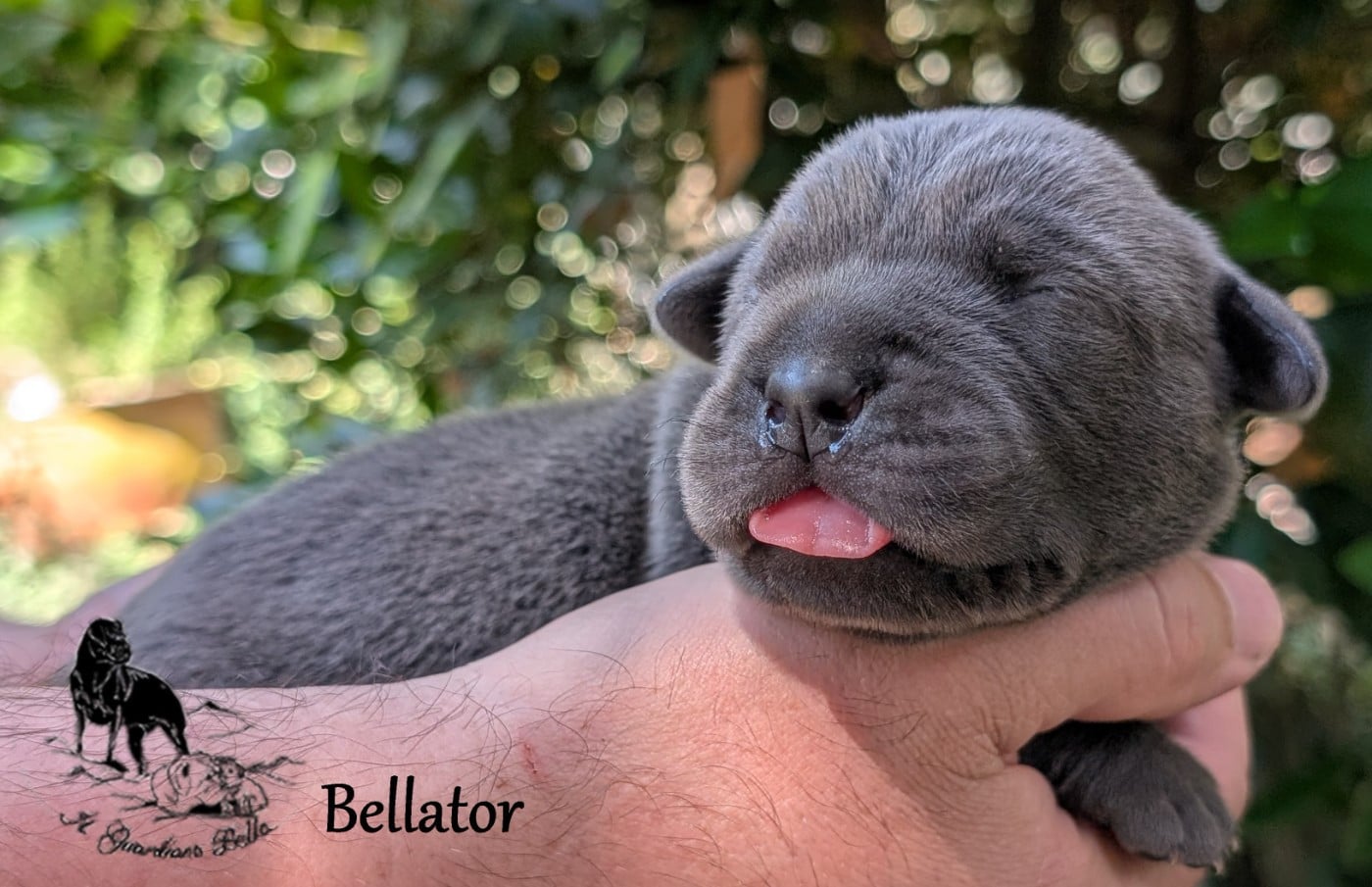 Bellator il guardiano bella