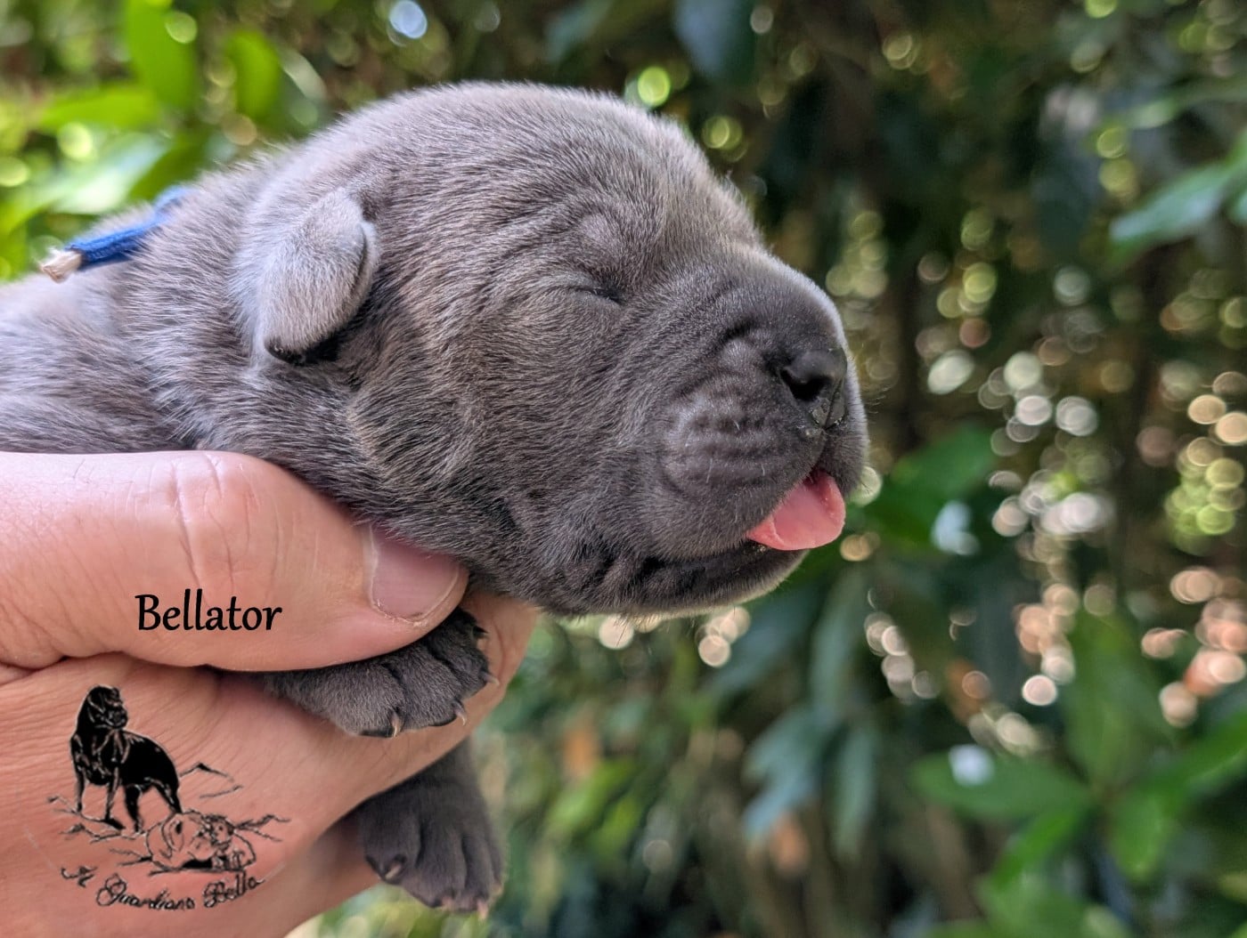 Bellator il guardiano bella
