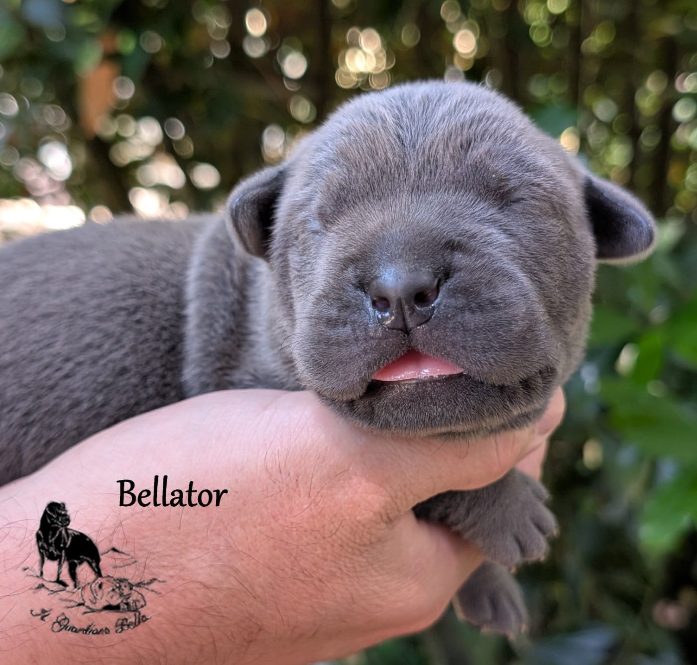Bellator il guardiano bella