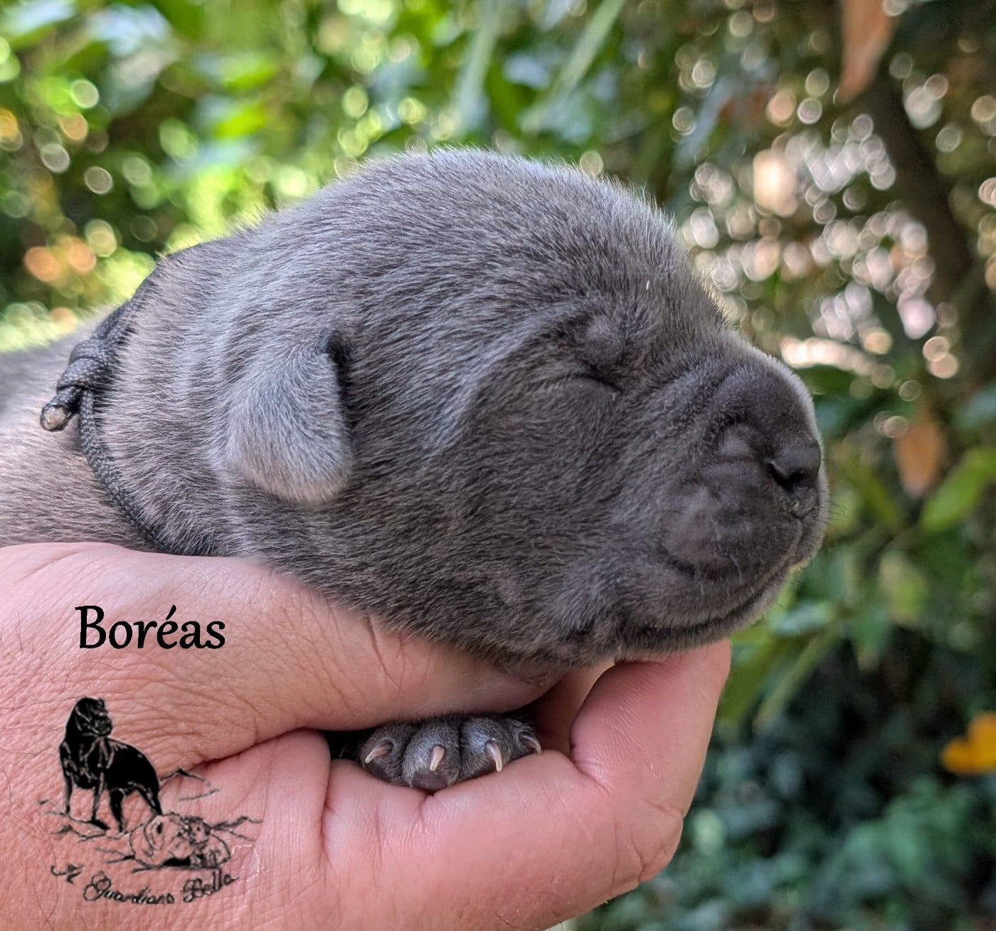 Boréas il guardiano bella