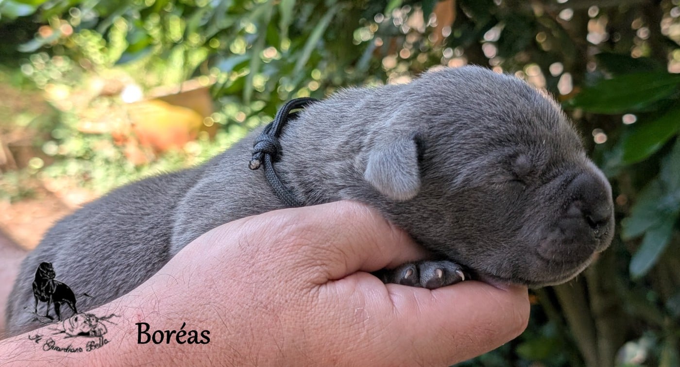 Boréas il guardiano bella