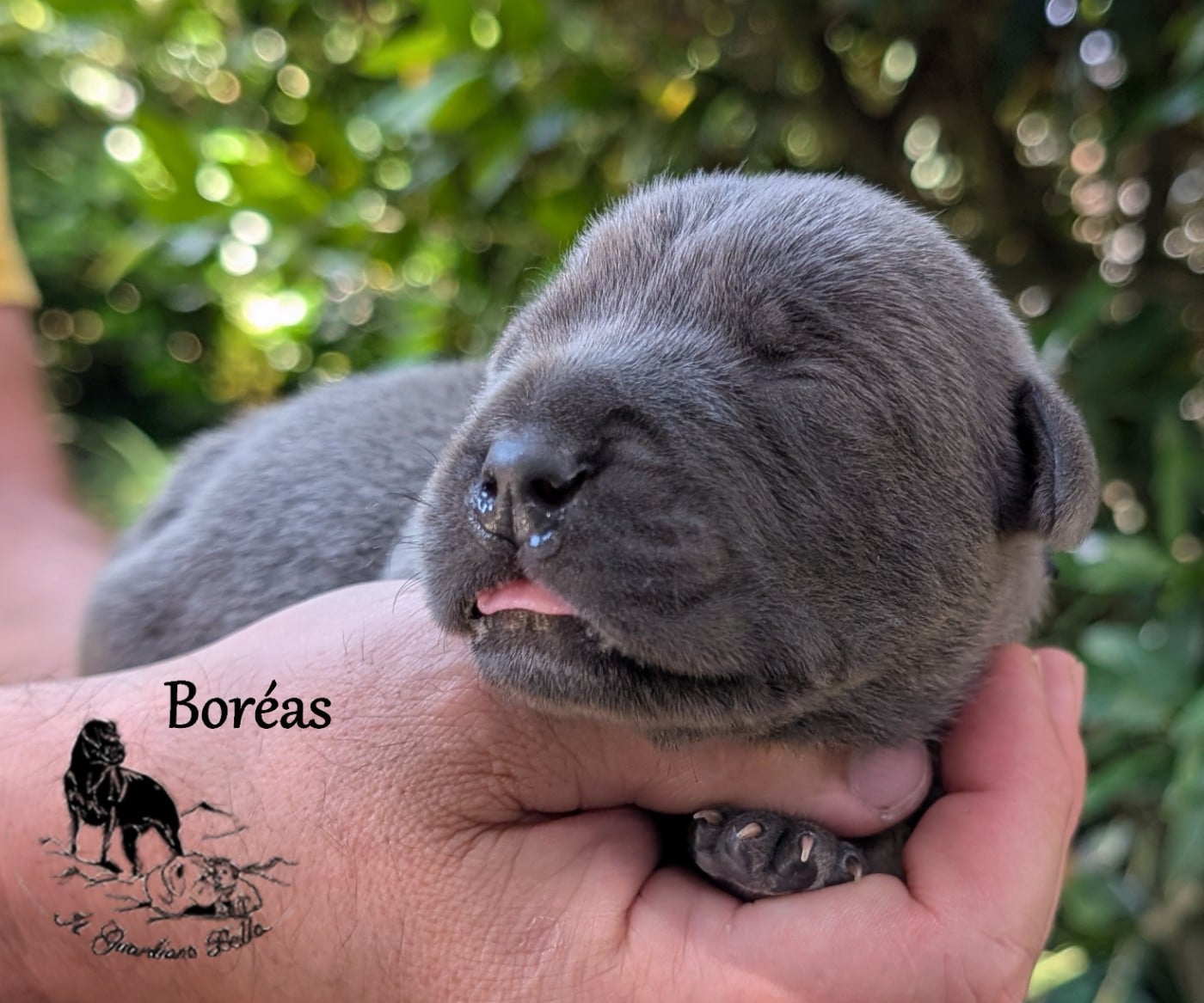 Boréas il guardiano bella