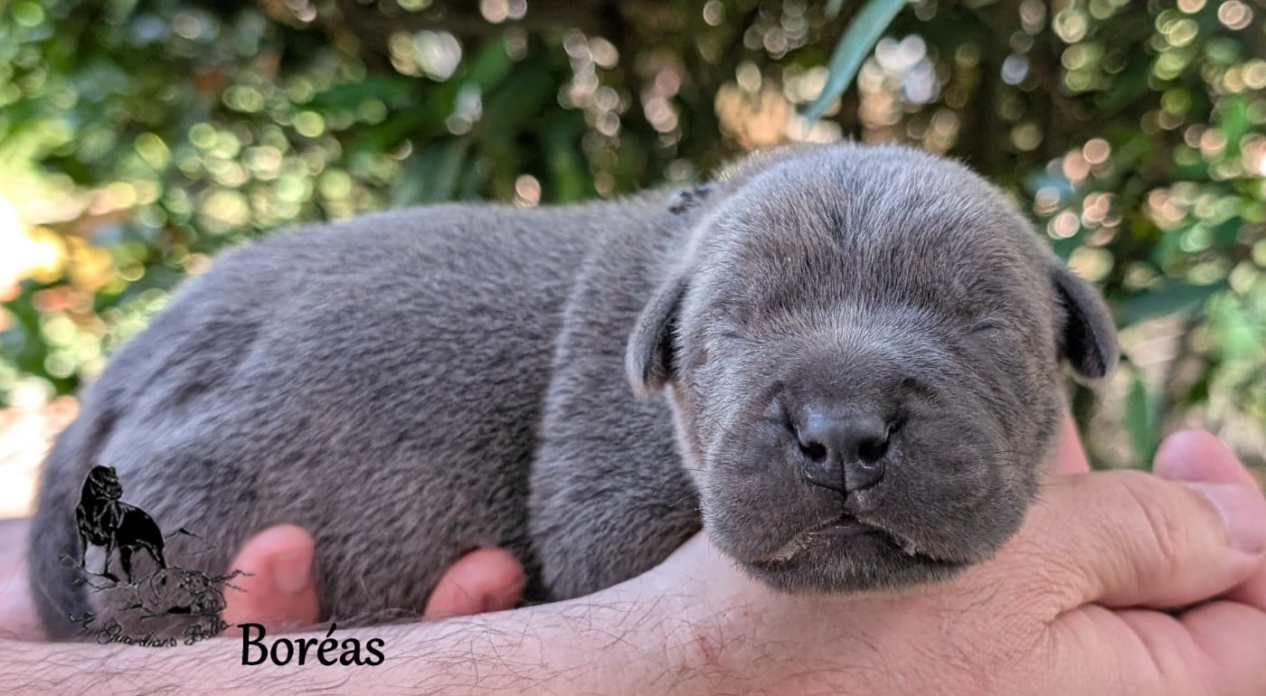 Boréas il guardiano bella