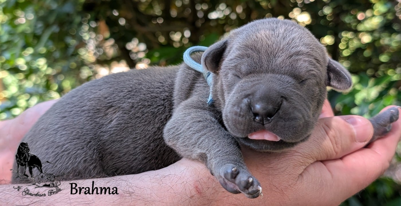 Brahma il guardiano bella
