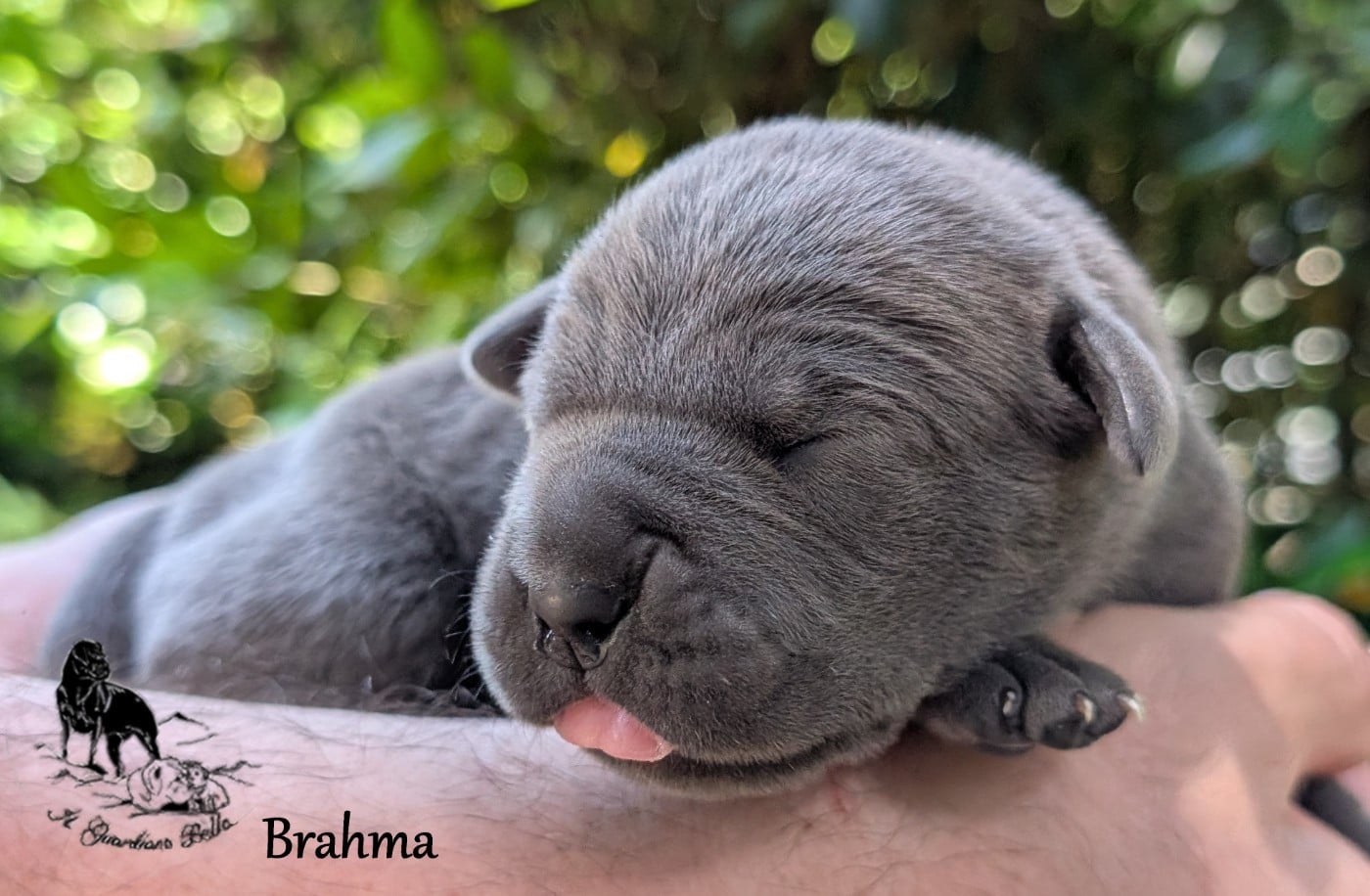 Brahma il guardiano bella