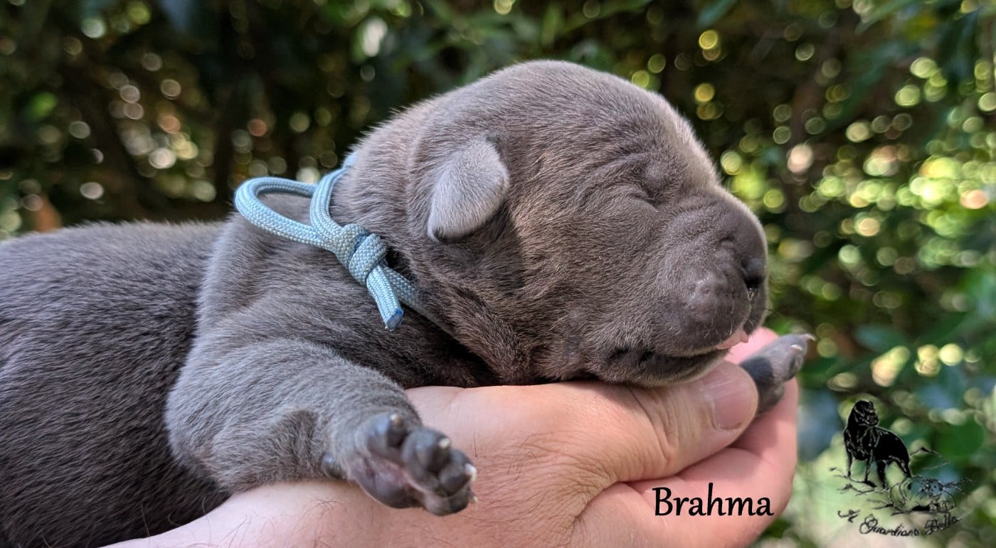 Brahma il guardiano bella