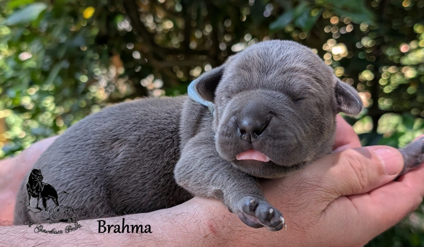 Brahma il guardiano bella