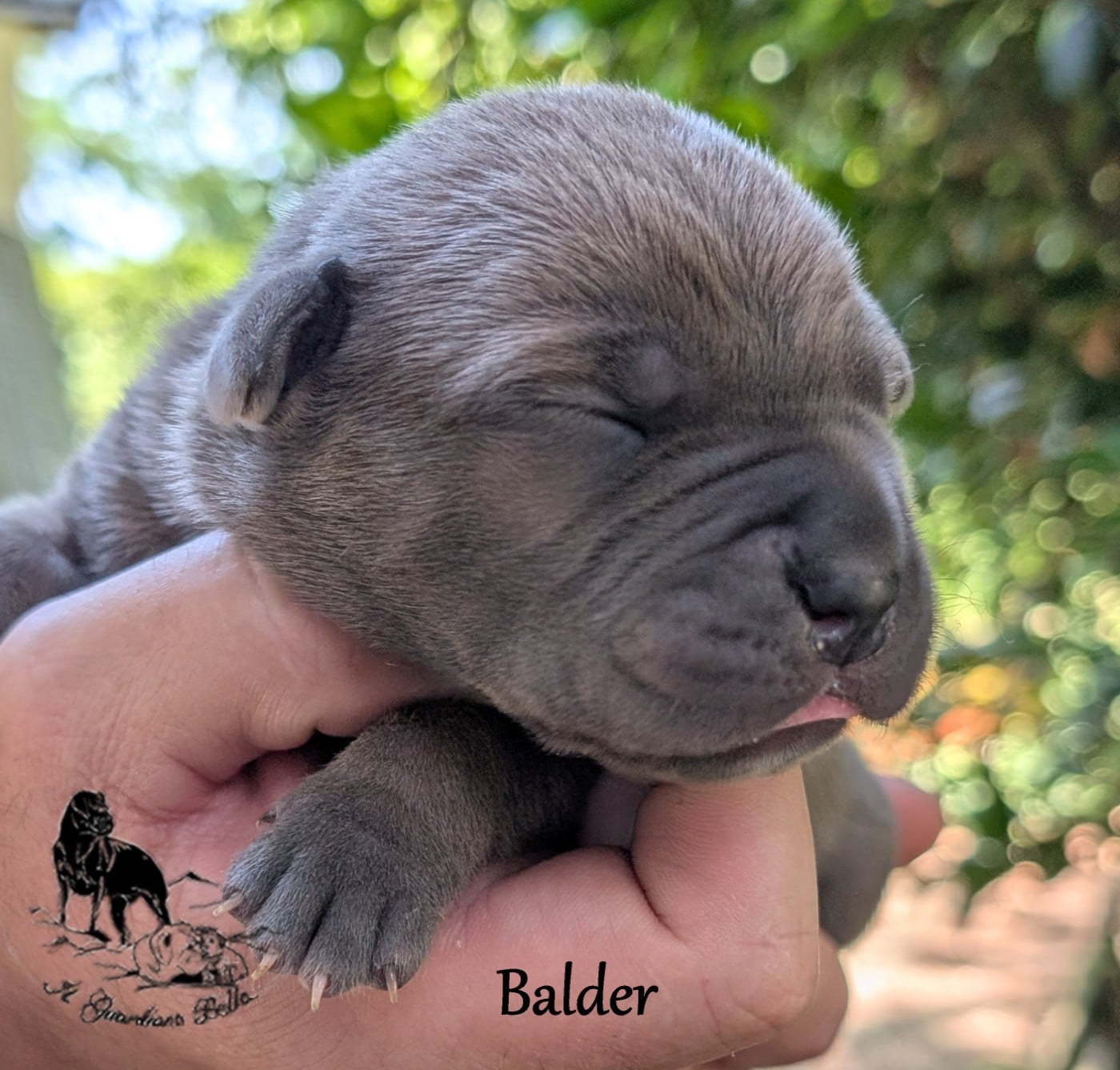 Balder il guardiano bella