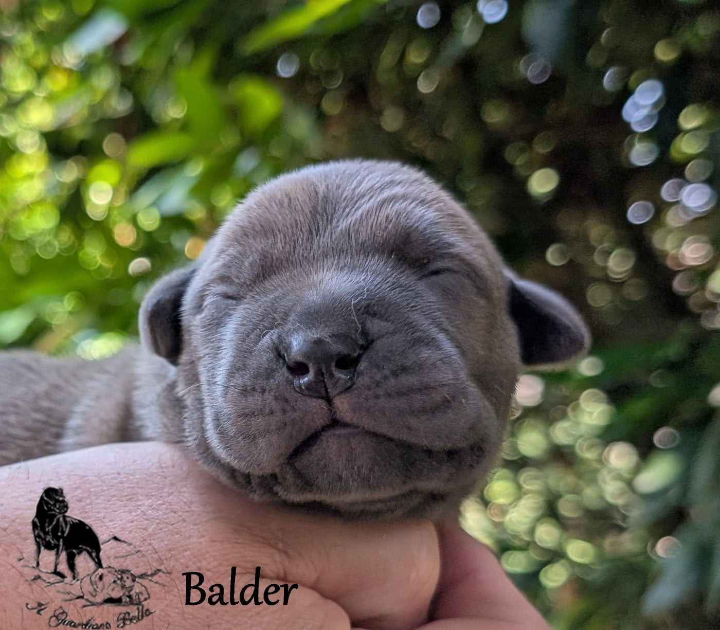Balder il guardiano bella