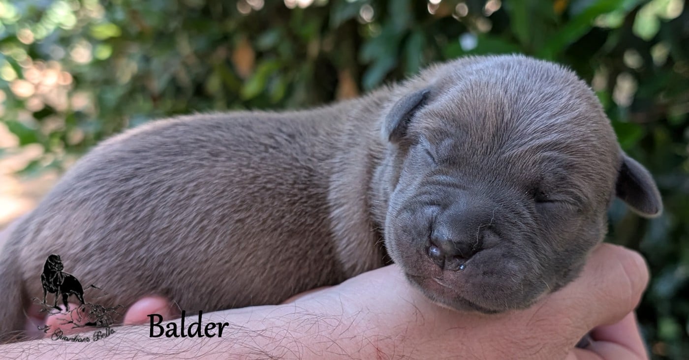 Balder il guardiano bella
