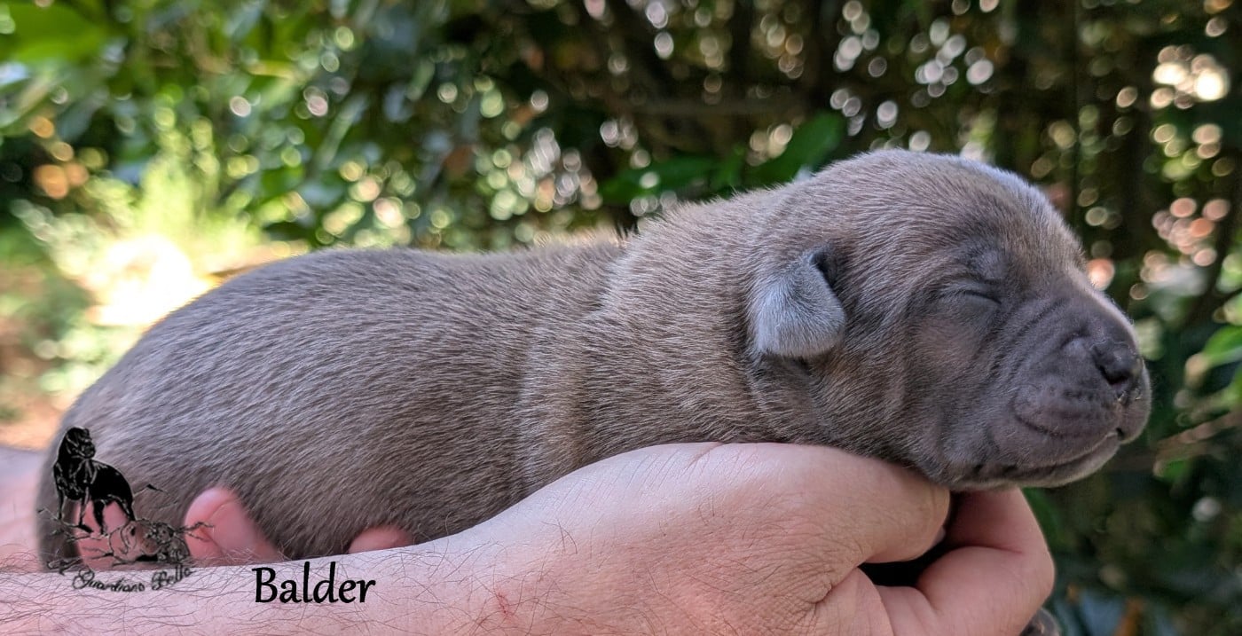 Balder il guardiano bella