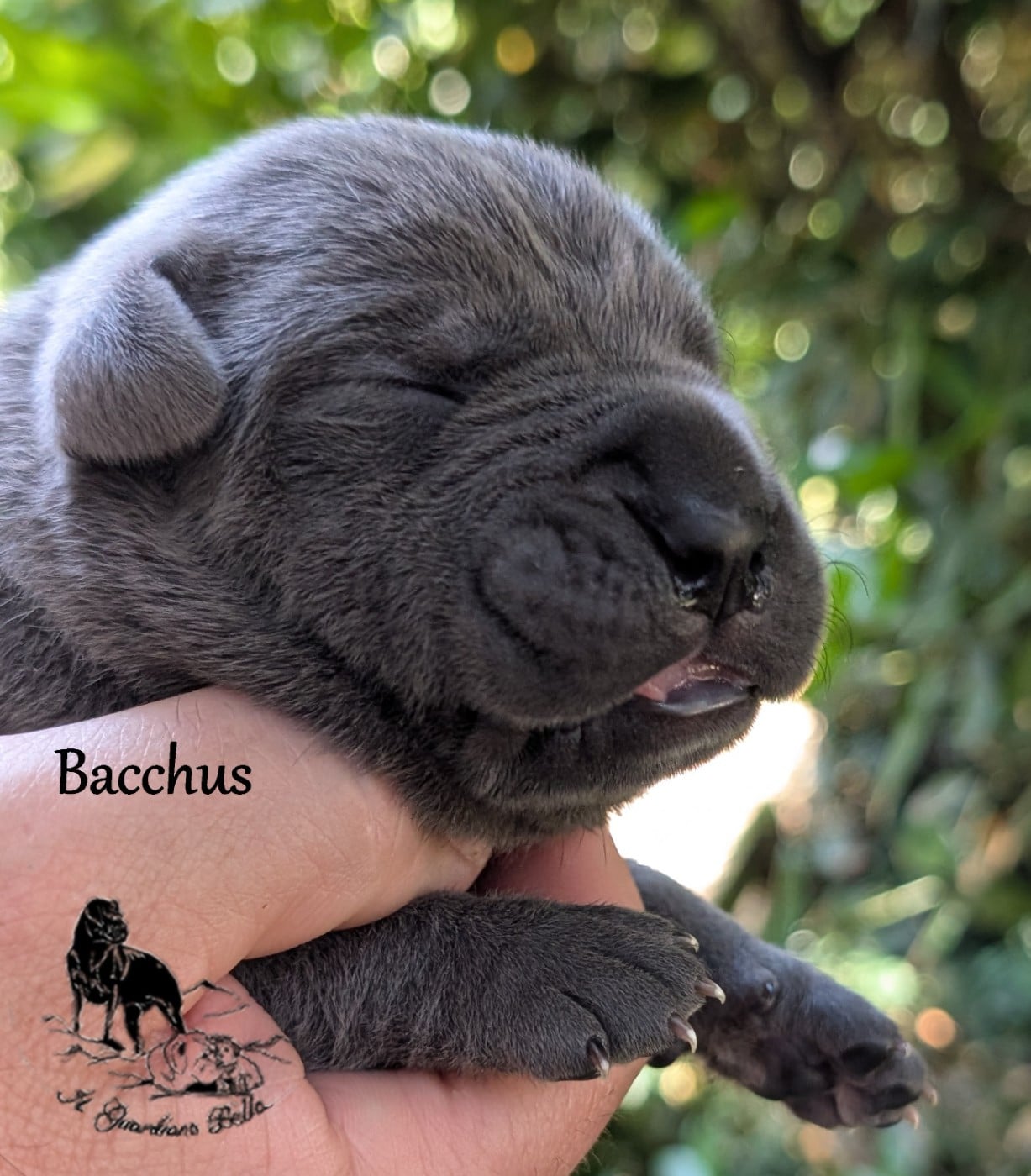 Bacchus il guardiano bella