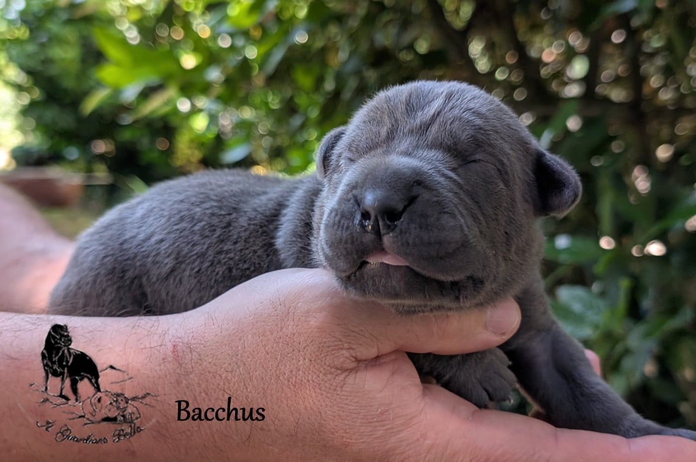 Bacchus il guardiano bella