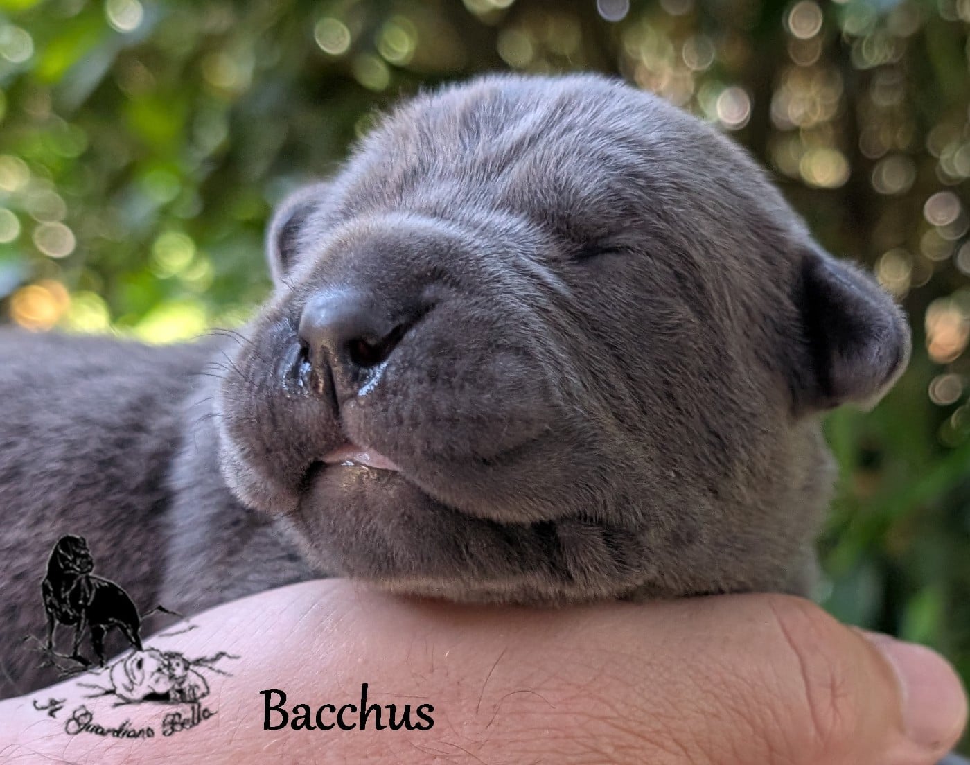 Bacchus il guardiano bella