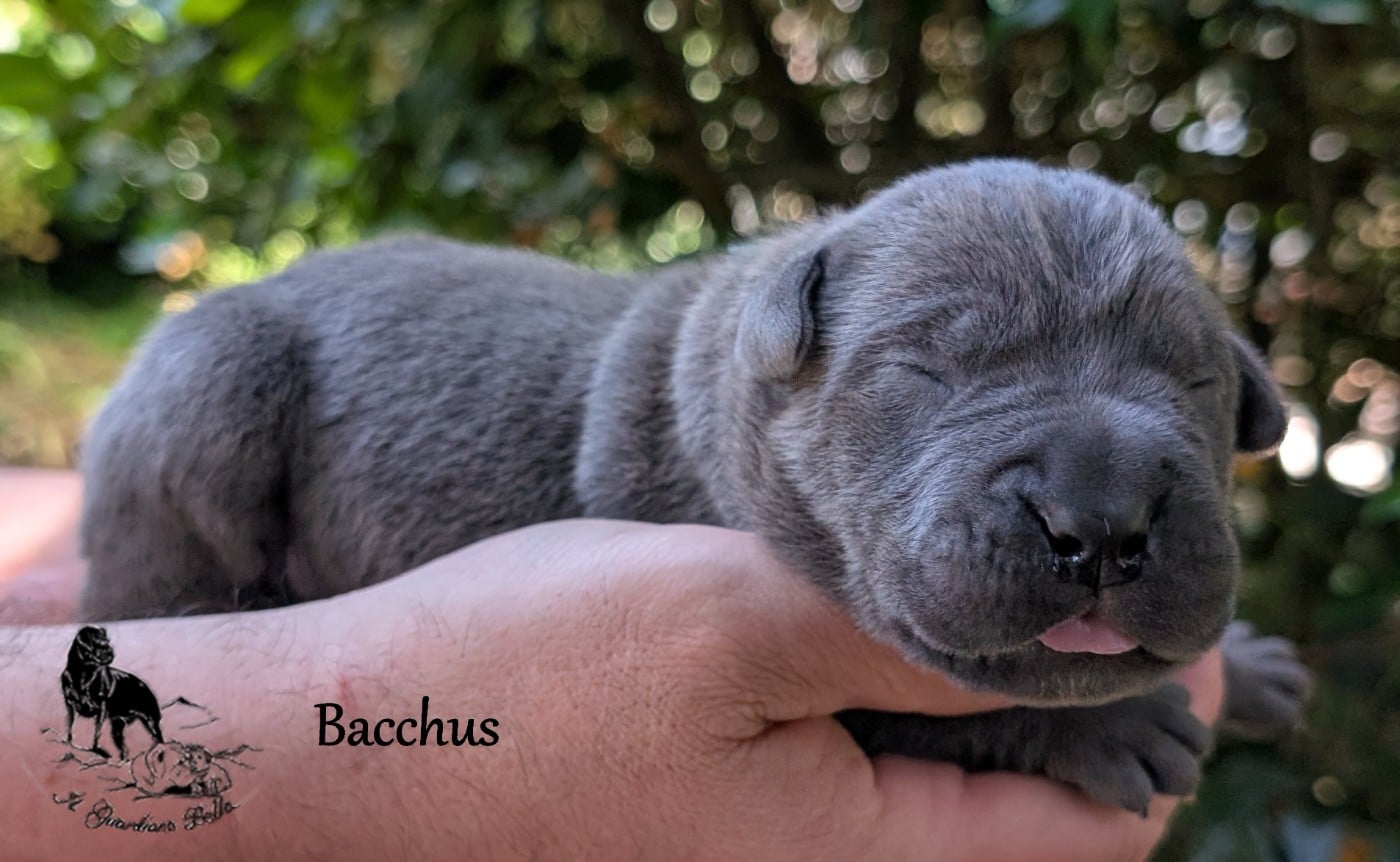 Bacchus il guardiano bella
