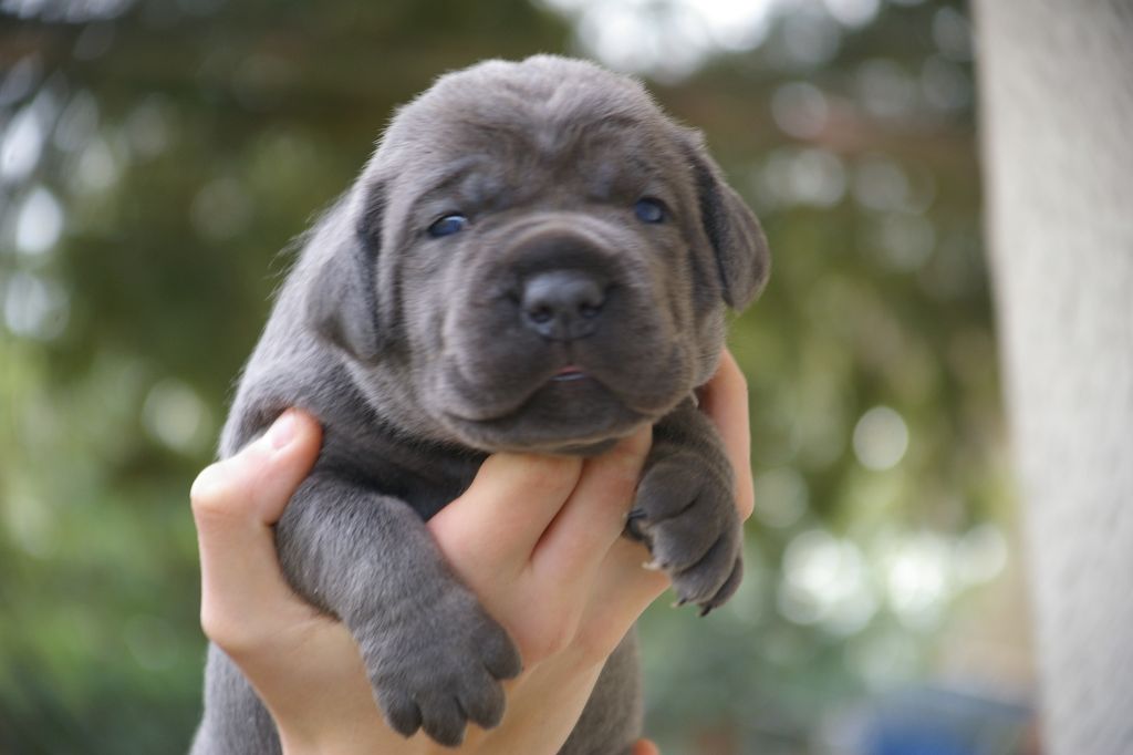 Olimani Il Guardiano Bella