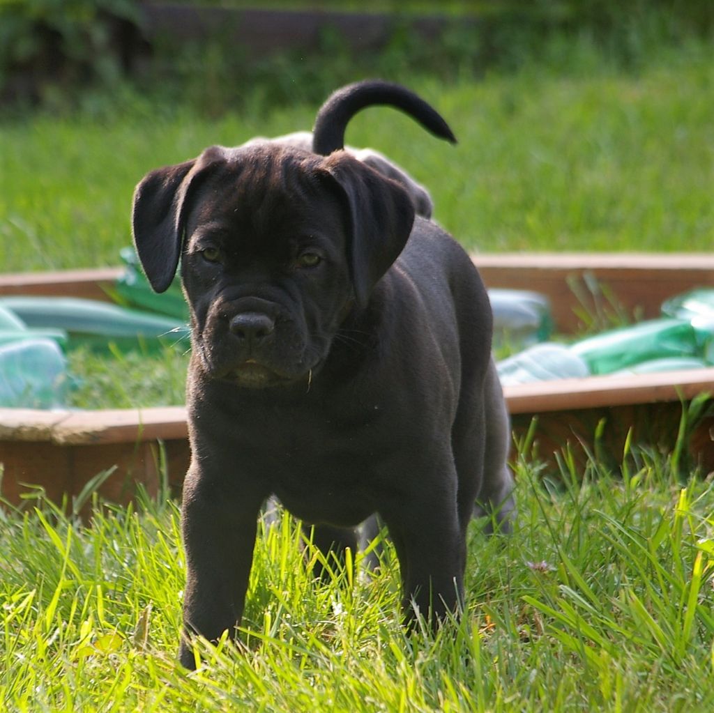 Oetaeus Il Guardiano Bella