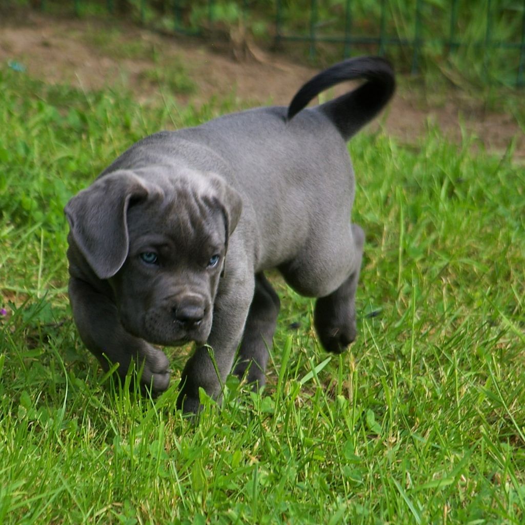 Orion Il Guardiano Bella