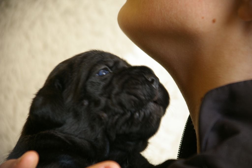 Onyx Il Guardiano Bella