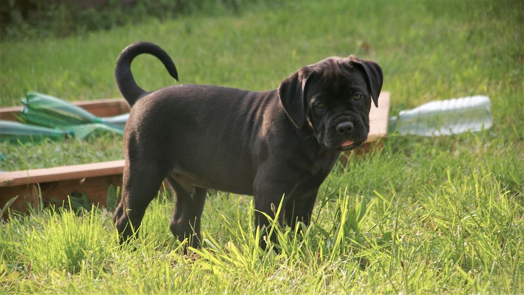 Oetaeus Il Guardiano Bella