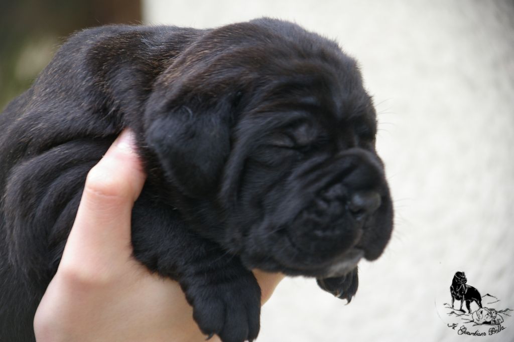 Onyx Il Guardiano Bella