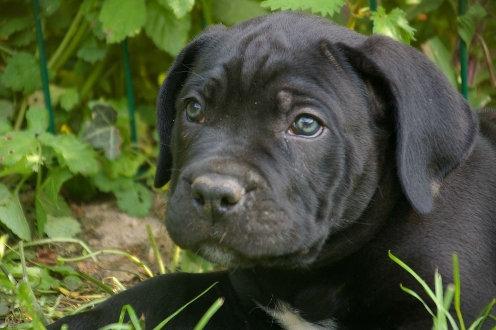 Optimus Il Guardiano Bella