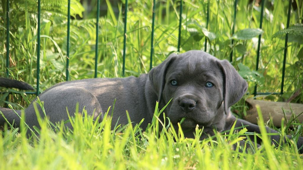 Orion Il Guardiano Bella