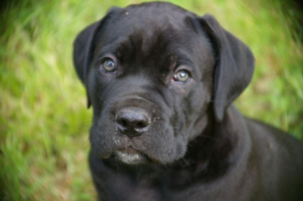 Oetaeus Il Guardiano Bella