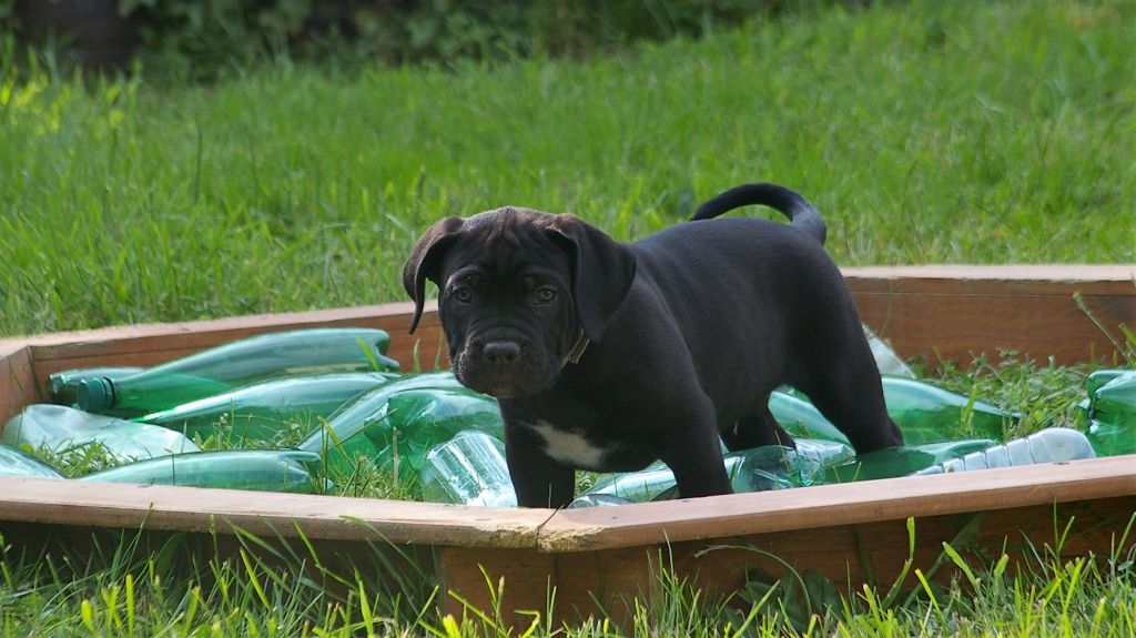 Optimus Il Guardiano Bella