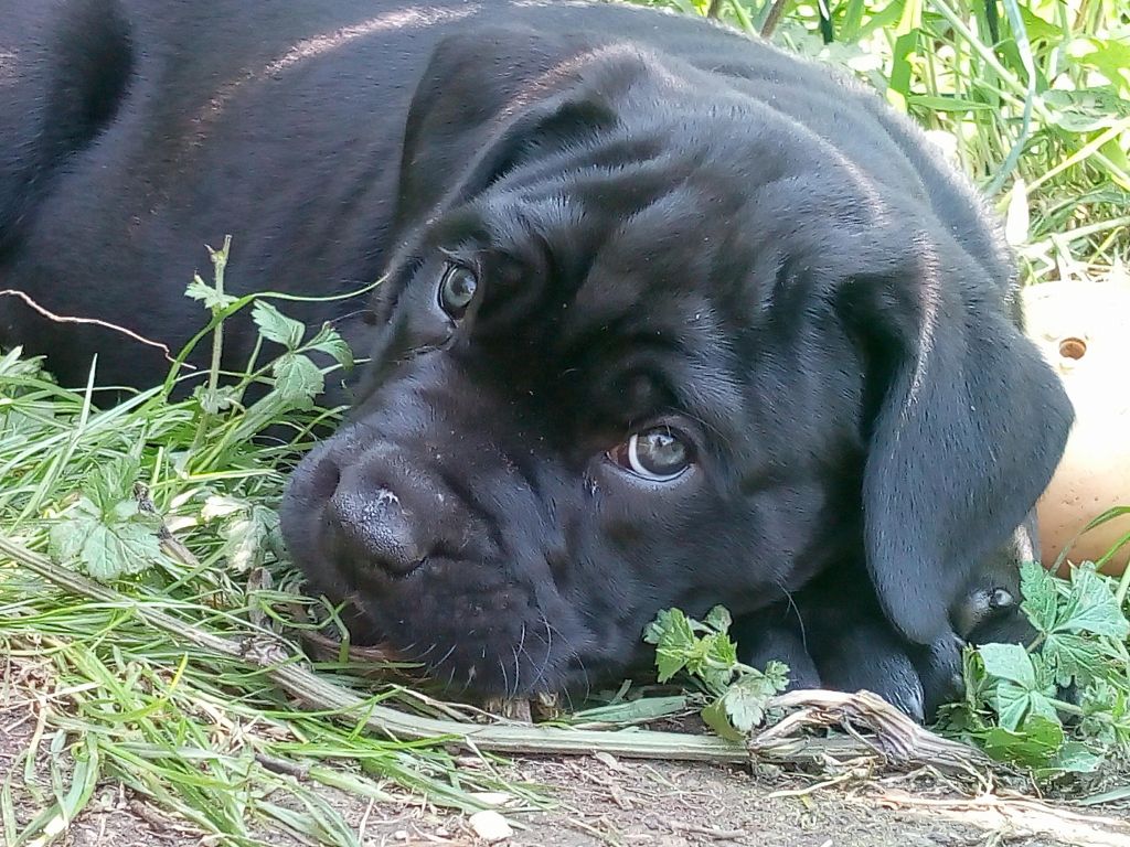 Odysséus Il Guardiano Bella