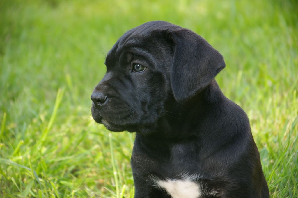 Odysséus Il Guardiano Bella