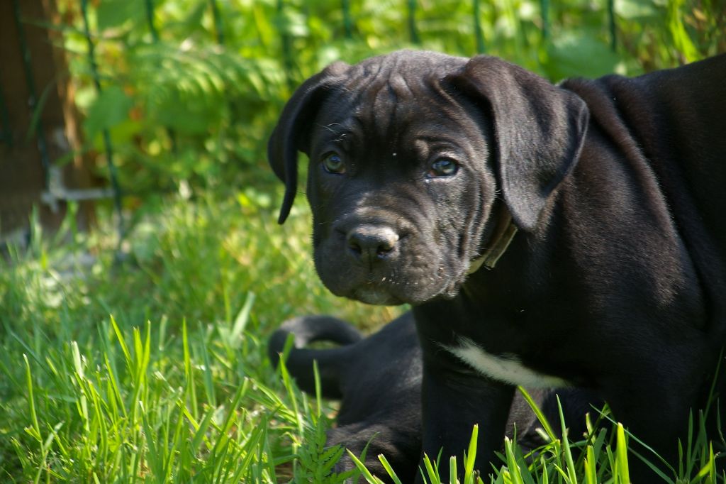 Optimus Il Guardiano Bella