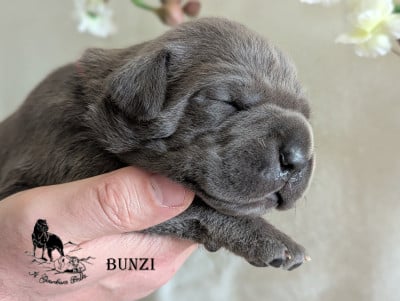 Les chiots de Cane Corso