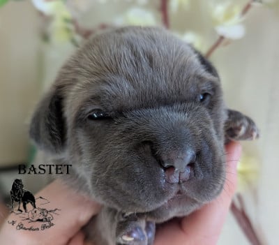 Les chiots de Cane Corso