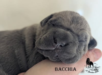 Les chiots de Cane Corso