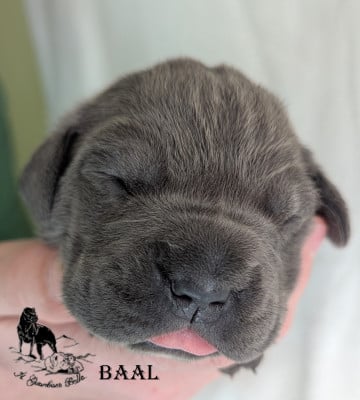 Les chiots de Cane Corso